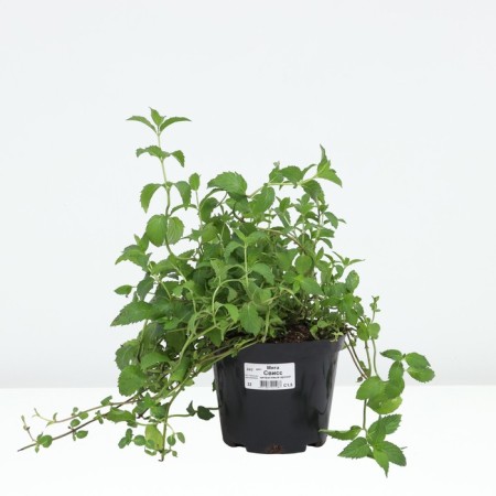 Sviss mint, c1.5 pot, 1 pc, summer 2024-2