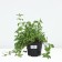 Sviss mint, c1.5 pot, 1 pc, summer 2024