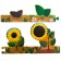 Gather a chain. How the sunflower grows, Mozaleva O.