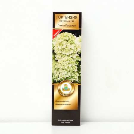 Hydrangea blizzard Patio Lux "Little Passion", 1 pc, tube, spring 2025