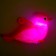 Hedgehog "pigeon" light, color mix