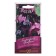 Seeds of Rodochiton "purple flashlights", 4 pcs.