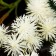 Artificial flowers "Ricin" 2.5x73 cm, white