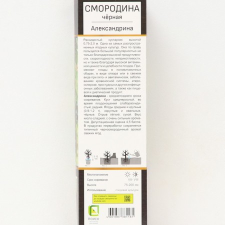 Currant of black traditional varieties "Alexandrina", 1 pc, tube, spring 2025-1