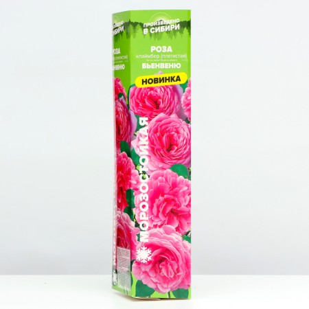 Seedling Rosa Klaimber (climbing) Brienvenu, 1 pc, spring 2024-1