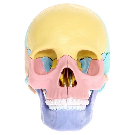 Set for experiments "Human Skull", anatomical model-8