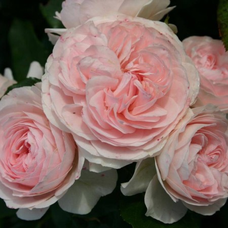 Seedling rose "Larissa", tube, spring 2025