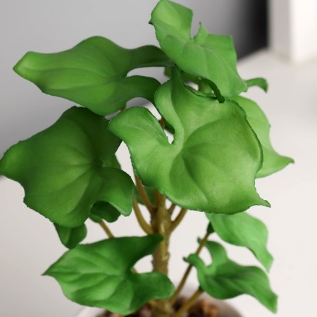 Bonsai in the pot "Filodendron Sello" (soft sheet) 12x6 cm, mix-1