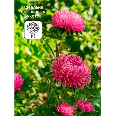 Seeds of Astra "Royal Size", mixture, 0.1 g-3