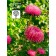Seeds of Astra "Royal Size", mixture, 0.1 g