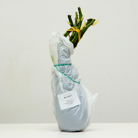 Rosa Wight Rabbit, spring 2024, 1 pc.-3