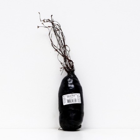 Lapceta shrubby (series Northern Garden) "Danny Battle", 1 pc, tube, spring 2025-2