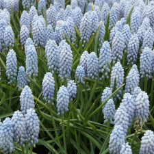 Muscari Armenian Valerie Finnis, 7/8 rr, 10 pcs, 15-20 h (cm), autumn 2024