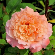 Seedling rose 