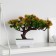 Bonsai in the pot "coniferous tree" 10.5x18 cm mix