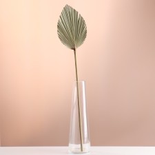 Washingtonia Palm sheet 