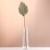Washingtonia Palm sheet "Peak" 50-60 (+/- 6 cm), 1 pc, col. natural