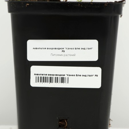 Aquilegia Veralovid "Camo Blue And White", P9 P9, 1 pc, Spring 2024-3