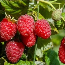 Raspberry scarlet placer, c2 pot, 1 pc, summer 2024