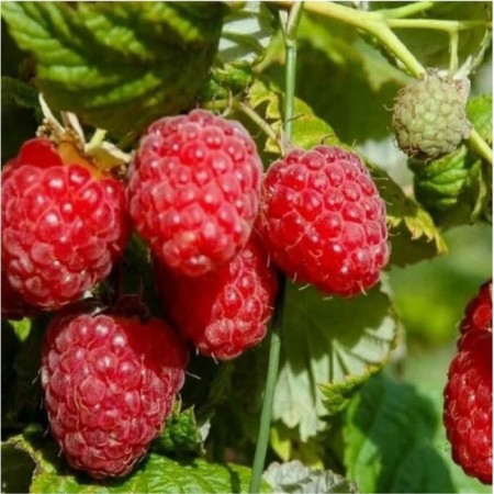 Raspberry scarlet placer, c2 pot, 1 pc, summer 2024
