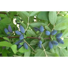 Seedling honeysuckle Blue/ edible 