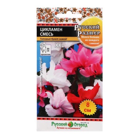 Flowers Cyclamen "mixture", 5 pcs.