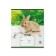 Notebook 12 sheets, cage, erichkrause, rabbits, mix