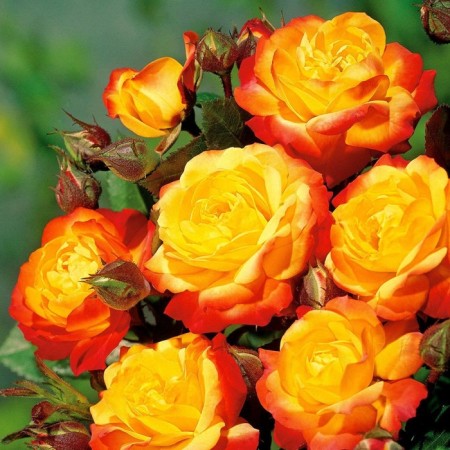 Seedling rose Floribunda "Rumba", tube, 1 pc, spring 2025
