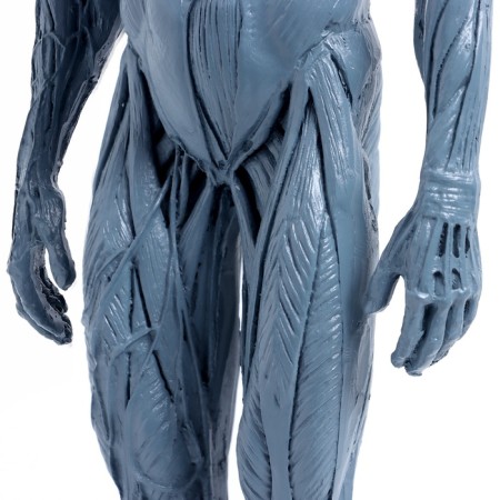 Model "Human Body" 29cm-6