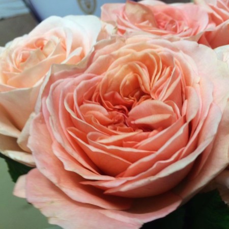 Seedling rose tea-hybrid London Ai, 1 pc, spring 2024