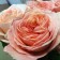 Seedling rose tea-hybrid London Ai, 1 pc, spring 2024