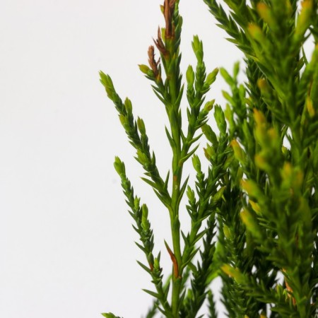 Rock juniper "Blue Errow", P9, 1pc, h 3-20 cm, summer 2024-3