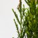 Rock juniper "Blue Errow", P9, 1pc, h 3-20 cm, summer 2024