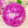 Artificial flowers "Carnation Trio" 11x58 cm, white-lilac