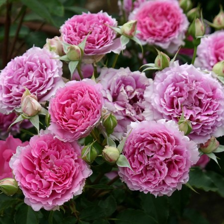 Seedling rose "Shakherezada", tube, spring 2025