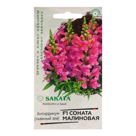 Seeds of Antirrinum "Raspberry Sonata", F1, 7 pcs.