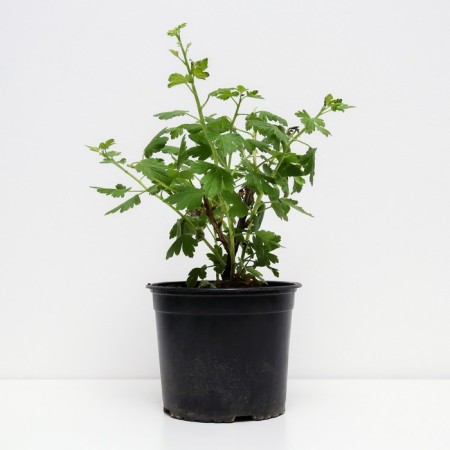 Gooseberries Chernomore, c2 pot, n20-40 height, 1 pc, summer 2024-1