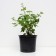 Gooseberries Chernomore, c2 pot, n20-40 height, 1 pc, summer 2024