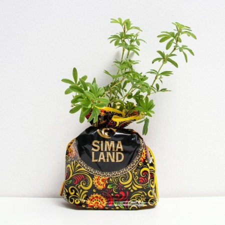 Seedling Kuril tea (cinquefoil) gold flight, pot P9, summer 2024-1