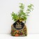 Seedling Kuril tea (cinquefoil) gold flight, pot P9, summer 2024