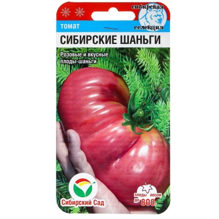 Siberian Shangi Tomat seeds, Middle Erand, 20 pcs-2