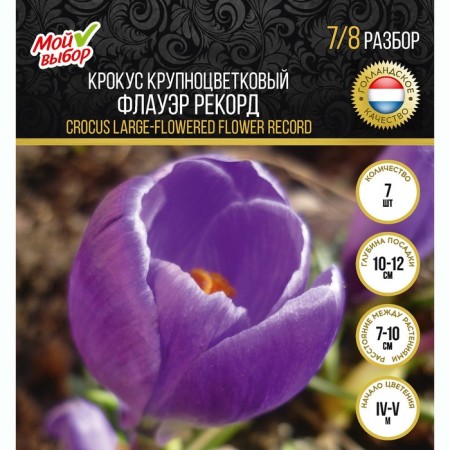 Crocus Large-flowered Flawer Record, rr 7/8, 7 pcs, autumn 2024-3