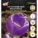Crocus Large-flowered Flawer Record, rr 7/8, 7 pcs, autumn 2024