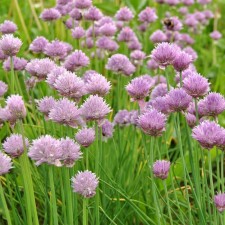 Лук-Шнитт , Горшок С3, 1 шт, Весна 2024