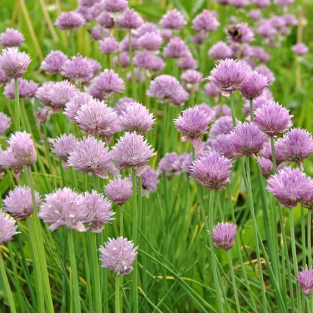 Onions-s there, pot C3, 1 pc, spring 2024