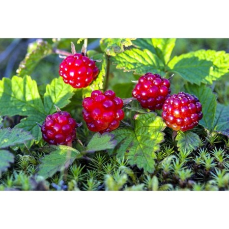 Princess, s2 pot, n5-10 height, 1 pc, summer 2024