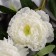 Artificial flowers "Beverly luxury peony" 60 cm, white