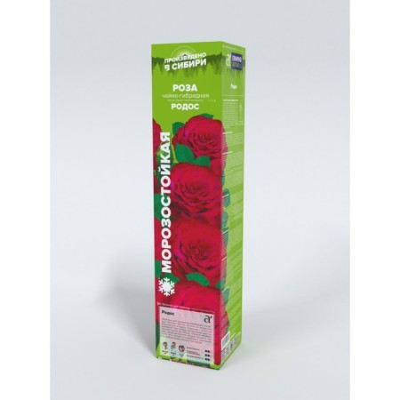 Sahenian Rosa Tea-Hybride "Rhodes", 1 pc, spring 2024