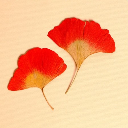 Dry leaves, set 2 pcs., Size 1 pc: 7.5 × 8 cm
