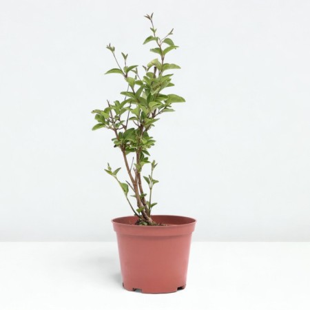 Lilac Meyer Flaurfest White, pot C2, 1 pc, summer 2024-1